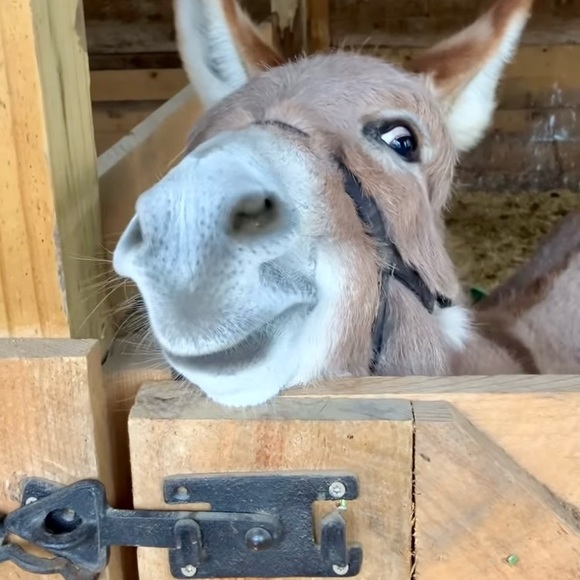 Heart Diamond Farm - Picture 5 of 15